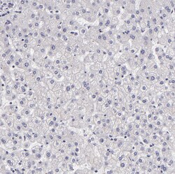 Invitrogen EGFL6 Polyclonal Antibody 100 &mu;L; Unconjugated:Antibodies,