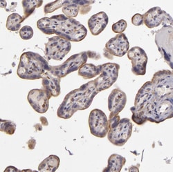 Invitrogen EGFL6 Polyclonal Antibody 100 &mu;L; Unconjugated:Antibodies,