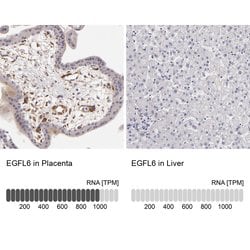 Invitrogen EGFL6 Polyclonal Antibody 100 &mu;L; Unconjugated:Antibodies,