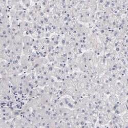 Invitrogen EGFL6 Polyclonal Antibody 100 &mu;L; Unconjugated:Antibodies,