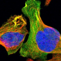 Invitrogen TMOD3 Polyclonal Antibody 100 &mu;L; Unconjugated:Antibodies,