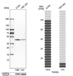 Invitrogen TMOD3 Polyclonal Antibody 100 &mu;L; Unconjugated:Antibodies,