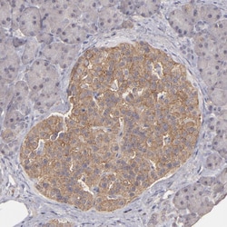 FAT1 Polyclonal Antibody:Antibodies, Polyclonal