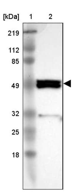 Invitrogen SH2D4A Polyclonal Antibody 100 &mu;L | Buy Online | Invitrogen&trade; | Fisher Scientific