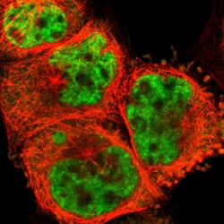 Invitrogen PQBP1 Polyclonal Antibody 100 &mu;L; Unconjugated:Antibodies,