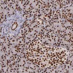 Invitrogen PQBP1 Polyclonal Antibody 100 &mu;L; Unconjugated:Antibodies,