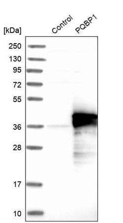 Invitrogen PQBP1 Polyclonal Antibody 100 &mu;L; Unconjugated:Antibodies,