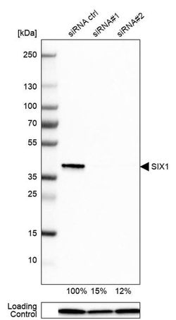 Invitrogen SIX1 Polyclonal Antibody 100 &mu;L | Buy Online | Invitrogen&trade; | Fisher Scientific