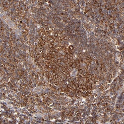 Invitrogen FARSA Polyclonal Antibody 100 &mu;L; Unconjugated:Antibodies,