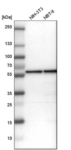 Invitrogen FARSA Polyclonal Antibody 100 &mu;L; Unconjugated:Antibodies,