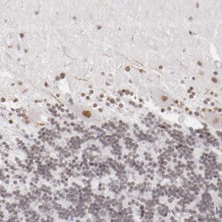 Invitrogen TFAP4 Polyclonal Antibody 100 &mu;L; Unconjugated:Antibodies,