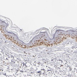 Invitrogen TFAP4 Polyclonal Antibody 100 &mu;L; Unconjugated:Antibodies,