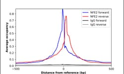 Invitrogen NFE2 Polyclonal Antibody 100 &mu;L | Buy Online | Invitrogen&trade; | Fisher Scientific