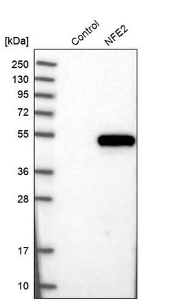 NFE2 Polyclonal Antibody:Antibodies, Polyclonal