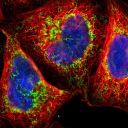 Invitrogen TOP1MT Polyclonal Antibody 100 &mu;L; Unconjugated:Antibodies,