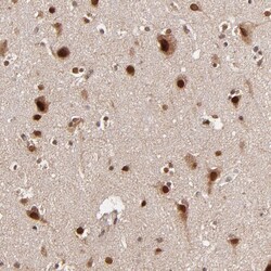 Invitrogen TOP1MT Polyclonal Antibody 100 &mu;L; Unconjugated:Antibodies,