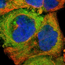 Invitrogen SH2D4A Polyclonal Antibody 100 &mu;L; Unconjugated:Antibodies,