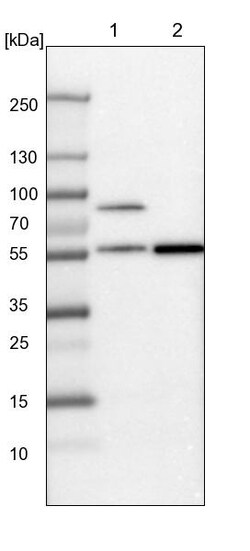Invitrogen SH2D4A Polyclonal Antibody 100 &mu;L | Buy Online | Invitrogen&trade; | Fisher Scientific
