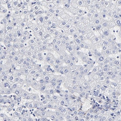 Invitrogen Fibulin 2 Polyclonal Antibody 100 &mu;L; Unconjugated:Antikörper