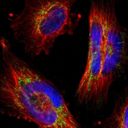 Invitrogen PPFIBP2 Polyclonal Antibody 100 &mu;L; Unconjugated:Antibodies,