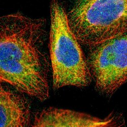 Invitrogen ERLIN2 Polyclonal Antibody 100 &mu;L; Unconjugated:Antibodies,