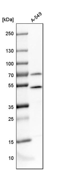 Invitrogen PSMC4 Polyclonal Antibody 100 &mu;L; Unconjugated:Antibodies,