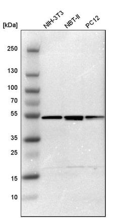 Invitrogen PSMC4 Polyclonal Antibody 100 &mu;L; Unconjugated:Antibodies,