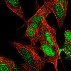Invitrogen ARHGAP36 Polyclonal Antibody 100 &mu;L; Unconjugated:Antibodies,
