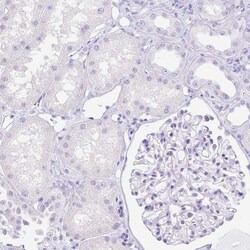Invitrogen ARHGAP36 Polyclonal Antibody 100 &mu;L; Unconjugated:Antibodies,