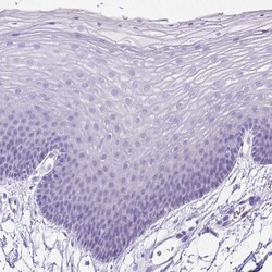 Invitrogen ARHGAP36 Polyclonal Antibody 100 &mu;L; Unconjugated:Antibodies,