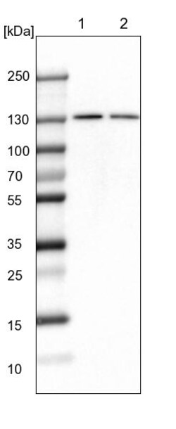 Invitrogen PCNXL4 Polyclonal Antibody 100 &mu;L | Buy Online | Invitrogen&trade; | Fisher Scientific