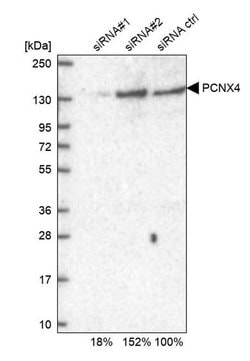 Invitrogen PCNXL4 Polyclonal Antibody 100 &mu;L | Buy Online | Invitrogen&trade; | Fisher Scientific