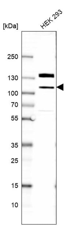 Invitrogen eIF4ENIF1 Polyclonal Antibody 100 &mu;L | Buy Online | Invitrogen&trade; | Fisher Scientific