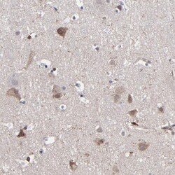 Invitrogen KIAA2026 Polyclonal Antibody 100 &mu;L; Unconjugated:Antibodies,