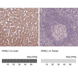 Invitrogen HYAL1 Polyclonal Antibody 100 &mu;L; Unconjugated:Antibodies,