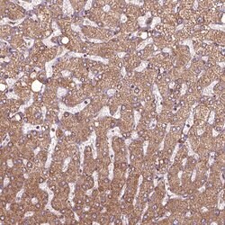 Invitrogen HYAL1 Polyclonal Antibody 100 &mu;L; Unconjugated:Antibodies,
