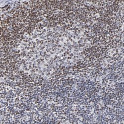 Invitrogen IFI16 Polyclonal Antibody 100 &mu;L; Unconjugated:Antibodies,
