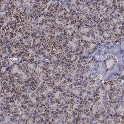 Invitrogen LONP1 Polyclonal Antibody 100 &mu;L; Unconjugated:Antibodies,
