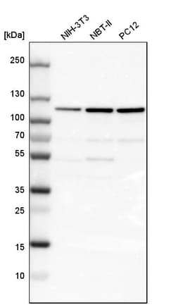 Invitrogen LONP1 Polyclonal Antibody 100 &mu;L; Unconjugated:Antibodies,