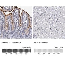 Invitrogen MGAM Polyclonal Antibody 100 &mu;L; Unconjugated:Antibodies,