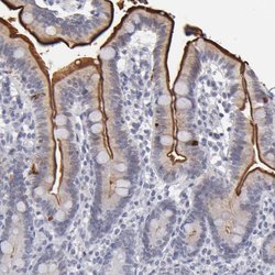 Invitrogen MGAM Polyclonal Antibody 100 &mu;L; Unconjugated:Antibodies,