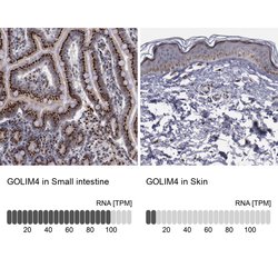 Invitrogen GOLIM4 Polyclonal Antibody 100 &mu;L; Unconjugated:Antibodies,