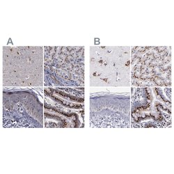 Invitrogen GOLIM4 Polyclonal Antibody 100 &mu;L; Unconjugated:Antibodies,