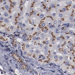 Invitrogen GOLIM4 Polyclonal Antibody 100 &mu;L; Unconjugated:Antibodies,
