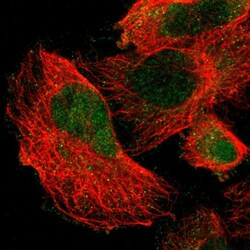 Invitrogen cIAP2 Polyclonal Antibody 100 &mu;L; Unconjugated:Antibodies,