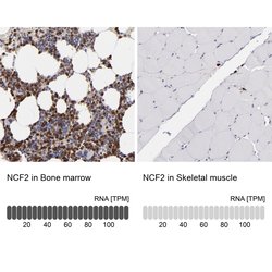 Invitrogen NCF2 Polyclonal Antibody 100 &mu;L; Unconjugated:Antibodies,
