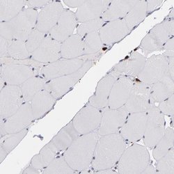 Invitrogen NCF2 Polyclonal Antibody 100 &mu;L; Unconjugated:Antibodies,