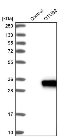 Invitrogen OTUB2 Polyclonal Antibody 100 &mu;L; Unconjugated:Antibodies,