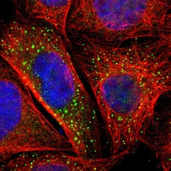 Invitrogen BTG2 Polyclonal Antibody 100 &mu;L; Unconjugated:Antibodies,