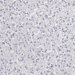 Invitrogen BTG2 Polyclonal Antibody 100 &mu;L; Unconjugated:Antibodies,